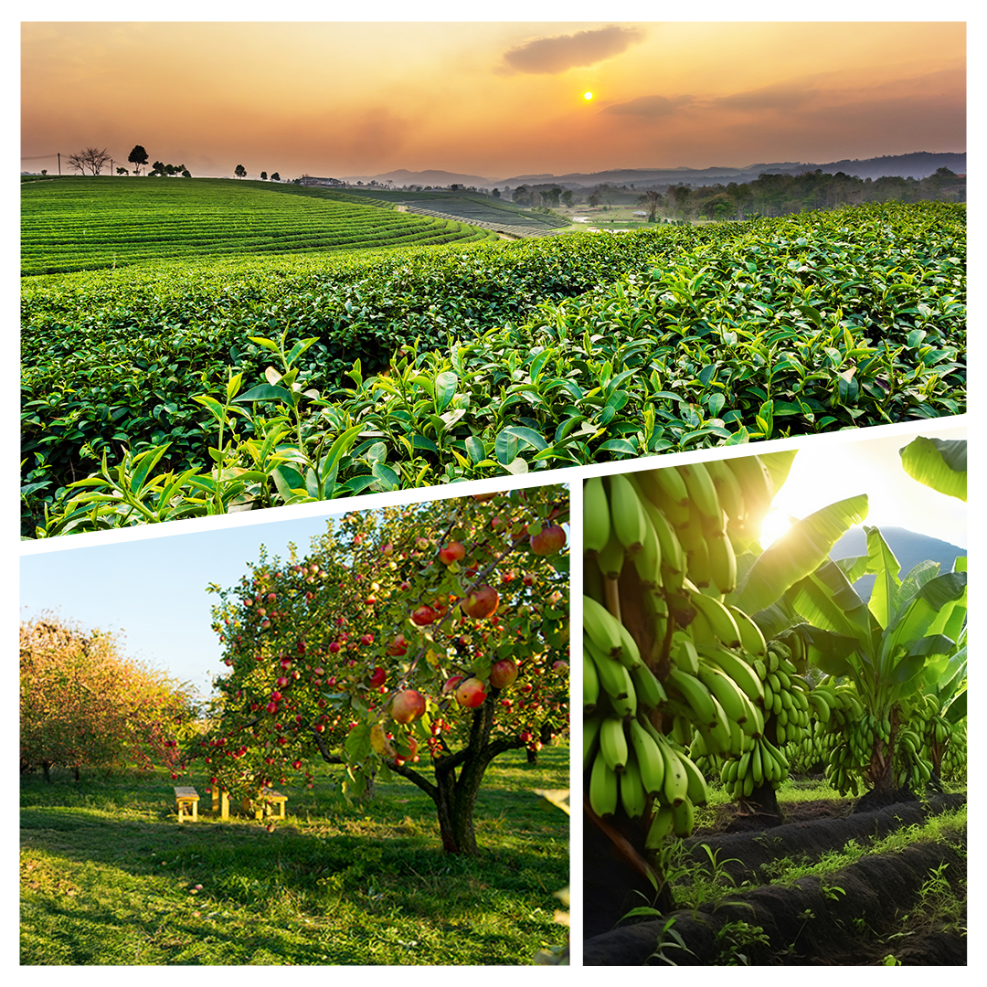 Nurturing Crops, Sustaining Futures